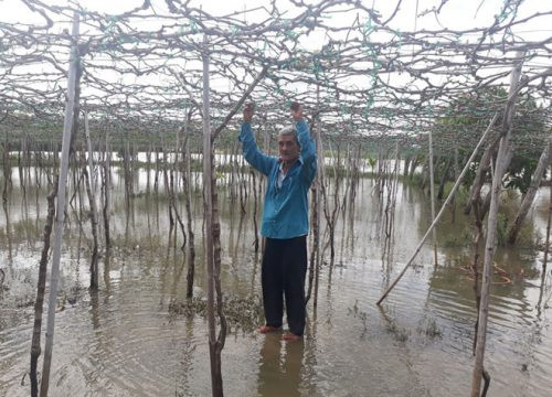Ninh Thuận: Nhiều vườn nho ngập úng vì nâng cấp kênh