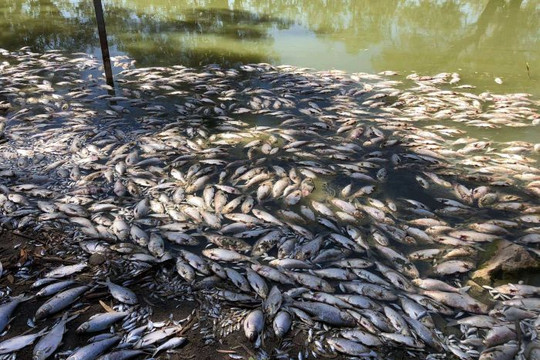 Australia: Nắng nóng khiến cá chết trải dài 40km