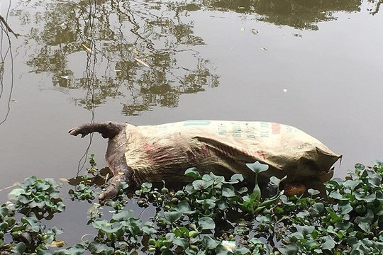 Nam Định: Rùng mình xác lợn nổi lềnh phềnh đầy sông