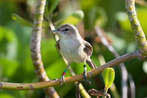 Nhiều loài chim bị đe dọa bởi biến đổi khí hậu