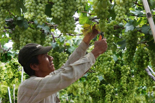 Ninh Thuận: Chuyển đổi cơ cấu cây trồng để tăng hiệu quả sản xuất