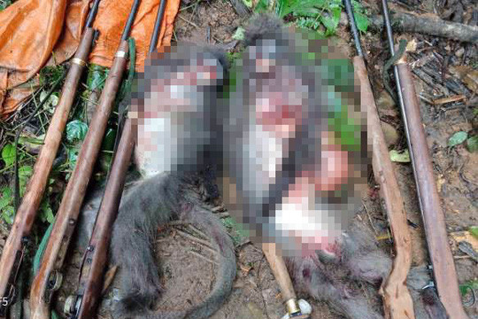 Nghệ An: Hai con voọc xám bị thợ săn sát hại