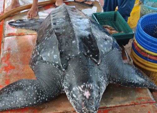 Biển Phú Quốc: Rùa da quý hiếm nặng hơn 200 kg chết