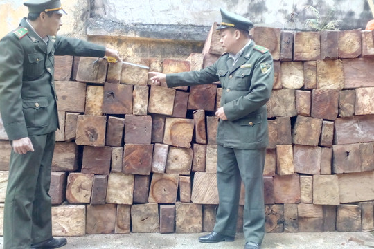 Bắc Giang: Bắt vụ vận chuyển 0,8 m3 gỗ trái pháp luật, xử phạt 15 triệu đồng