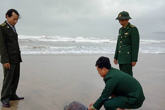 Thừa Thiên – Huế:  Thả cá thể rùa quý hiếm về môi trường tự nhiên