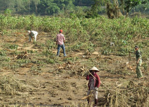 Phú Yên:  Nông dân thiệt hại vì cây sắn thối củ