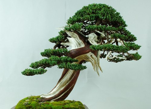 Bí kíp chơi Tết: Chọn cây bonsai mang tài lộc năm mới