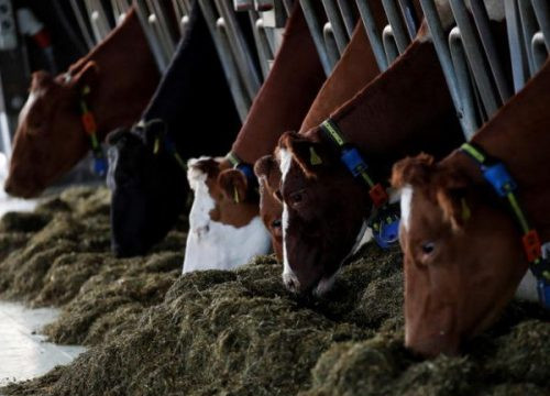 Hàn Quốc họp khẩn để ngăn chặn bùng phát dịch bệnh lở mồm long móng ở bò sữa
