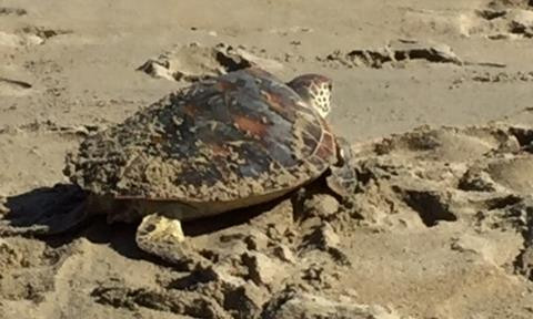 Quảng Nam: Thả cá thể rùa xanh quý hiếm về biển