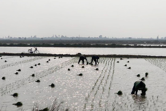 Thái Bình: Người dân xuống đồng cấy lúa ngày Xuân