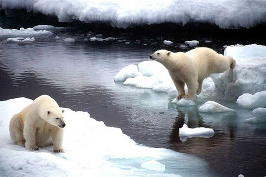 Nga: Gấu trắng Bắc Cực xâm nhập Quần đảo Novaya Zemlya ban bố tình trạng khẩn cấp