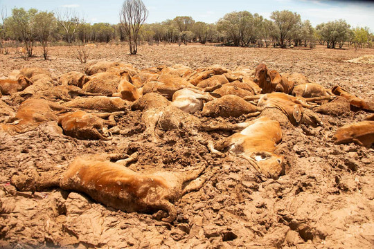 Australia: 300.000 gia súc chết vì lũ lụt, xác nằm la liệt giữa đồng