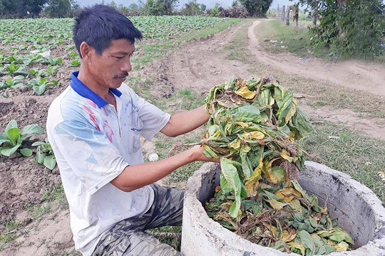 Gia Lai: Thời tiết bất lợi, hàng trăm héc ta cây thuốc lá "đổ bệnh"