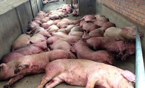 Việt Nam: Nguy cơ xâm nhiễm bệnh dịch tả lợn từ Châu Phi