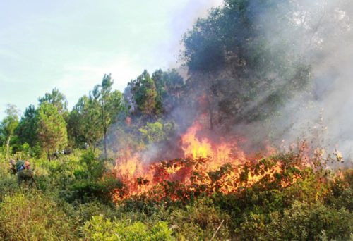 Đắk Lắk: Hơn 200.000ha rừng có nguy cơ cháy trong mùa khô