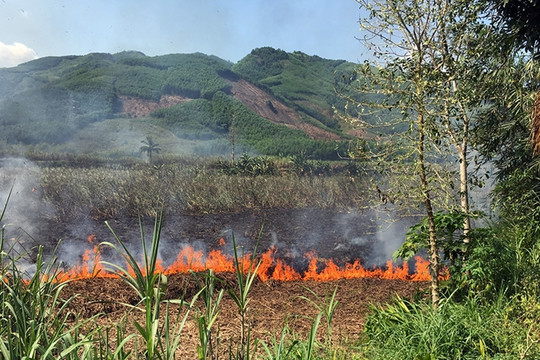 Quảng Ngãi: Dân điêu đứng vì mía cháy rụi