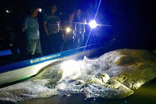 Cà Mau: Phát hiện xác cá voi nặng gần 20 tấn trôi trên biển