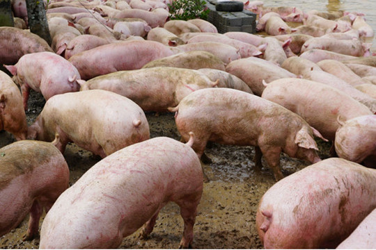 Yên Định (Thanh Hóa): Xuất hiện dịch tả lợn Châu Phi, tiêu hủy 226 con lợn
