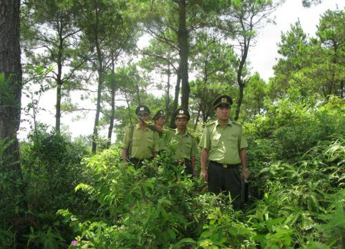 Đầu năm 2019: Bắc Giang trồng được 983 ha rừng trồng tập trung và 620.000 cây xanh