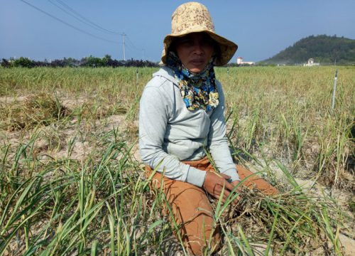 Quảng Ngãi: Hàng trăm ha tỏi sắp bước vào vụ thu hoạch khát cháy