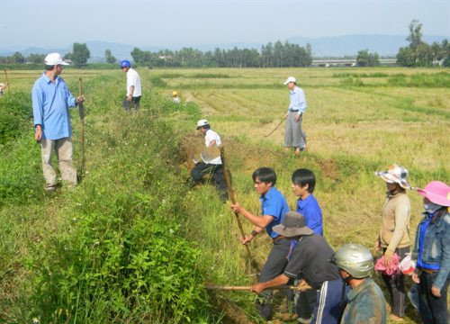 Bình Định: Triển khai mạnh công tác diệt chuột bảo vệ mùa màng