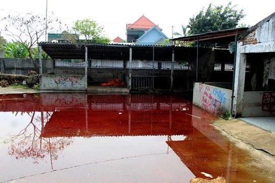 Nghệ An: Dừng hoạt động lò giết mổ gia súc ô nhiễm, nước thải bị ứ đọng khắp sân