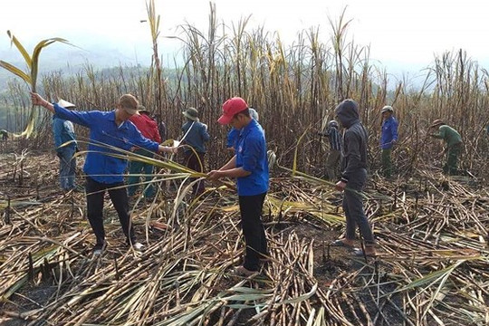 Quảng Ngãi: Thanh niên giúp dân thu hoạch mía bị lửa thiêu rụi