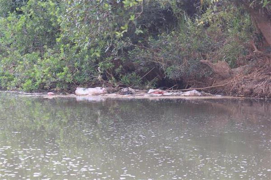 Lâm Đồng: Khẩn trương hoàn thành việc xử lý xác lợn chết, trôi nổi trên suối Cam Ly