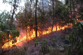 Hàng ngàn hecta rừng U Minh Hạ đối diện với nguy cơ cháy rừng
