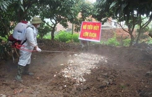 Quảng Ninh: Nguyên nhân lây lan qua nguồn nước sử dụng trong chăn nuôi với dịch tả lợn châu Phi