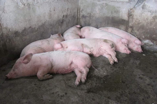 Thái Bình: Dịch tả lợn châu Phi phủ gần kín tỉnh