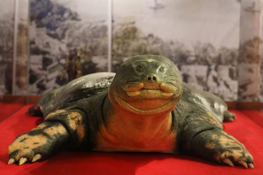 Tiêu bản cụ rùa Hồ Gươm cuối cùng được đưa về trưng bày ở đền Ngọc Sơn