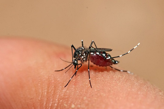 Hà Nội: Cảnh giác với bệnh sốt xuất huyết trong thời tiết đầu hè
