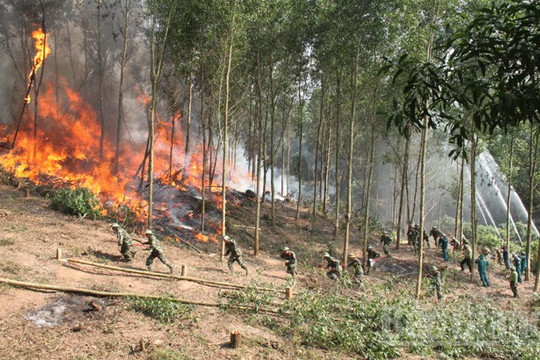 Kon Tum: Chủ động tăng cường các biện pháp phòng cháy, chữa cháy rừng