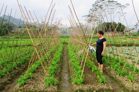 An Giang: Chuyển hơn 2.000 ha đất trồng lúa kém hiệu quả sang trồng hoa màu