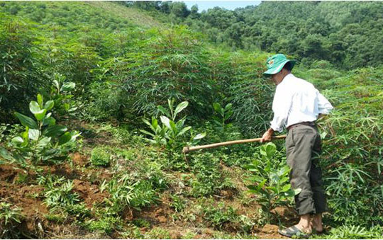 Phú Thọ: Trồng rừng bằng giống mới, phương pháp mới, hiệu quả kinh tế cao