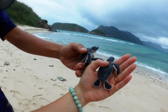 Biển Côn Đảo – chốn bình yên nhất của rùa xanh