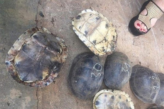 Kon Tum: Nhiều cá thể rùa quý hiếm được thả về rừng tự nhiên thuộc Vườn Quốc gia Chư Mom Ray