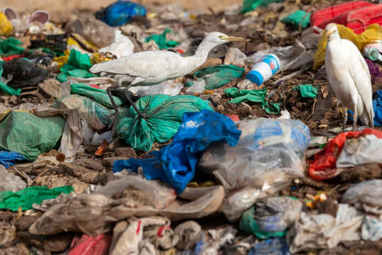 Nghị viện châu Âu phê chuẩn lệnh cấm sản phẩm nhựa sử dụng một lần