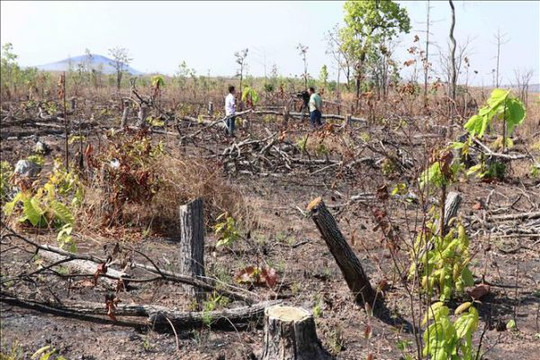 Đắk Lắk: Những cánh rừng phòng hộ dọc Quốc lộ 29 đang ‘chảy máu’