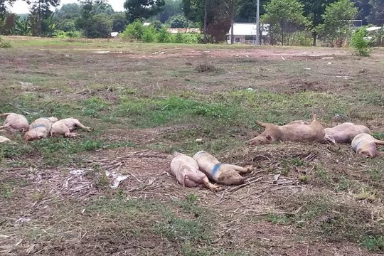 Bình Phước: Cả chục con lợn bệnh chết đã bốc mùi bị vứt ngay cạnh Quốc lộ 14