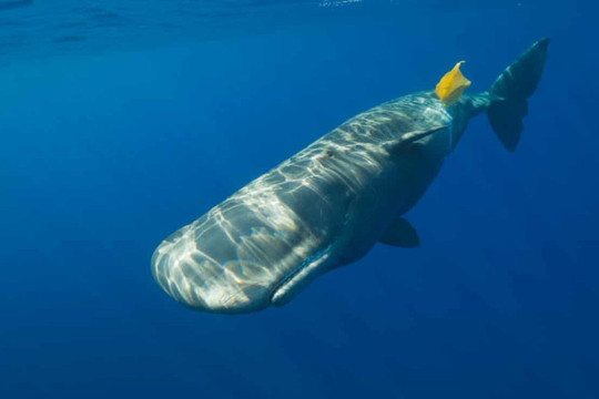 Phơi nhiễm nhựa dễ dẫn đến đẩy động vật hoang dã đến bờ vực tiệt chủng
