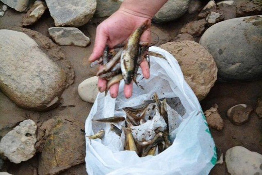 Lào Cai: Làm rõ nguyên nhân cá chết trên sông Hồng