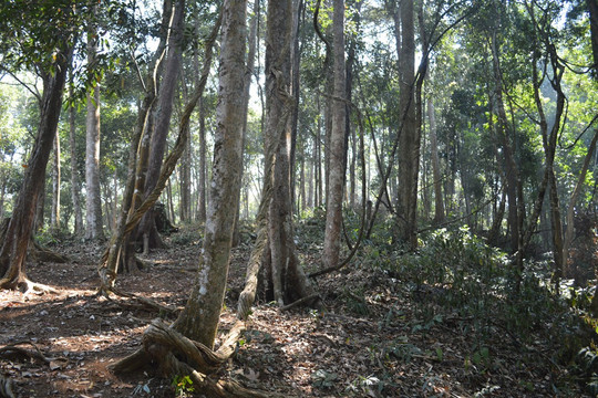 Đắk Lắk tăng cường phòng chống cháy rừng mùa khô 2019