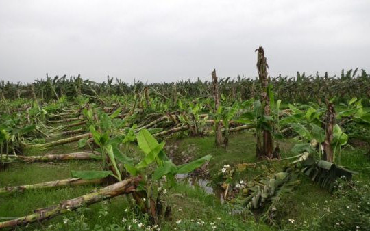 Phú Thọ: Giông lốc khiến nông dân mất trắng hàng chục ha hoa màu
