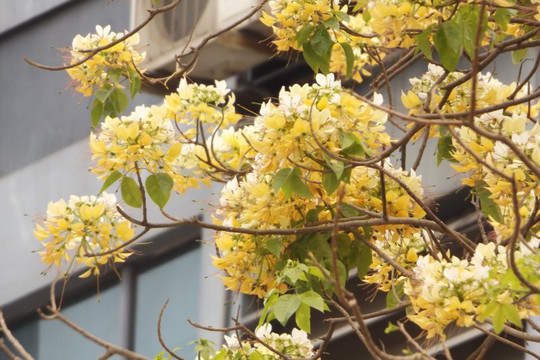 Cây hoa bún 300 năm tuổi khoe sắc vàng một góc trời tháng Tư