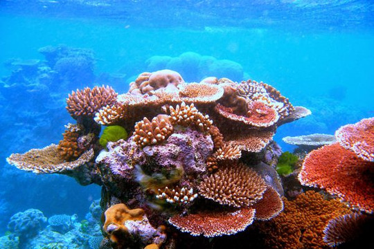 Khách du lịch ra Côn Đảo ngang nhiên bẻ san hô mang về
