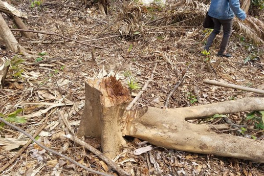 Quảng Bình: Gần 2 hecta gỗ rừng gần trạm kiểm lâm bị đốn hạ trái phép