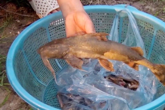 Kết luận nguyên nhân khiến cá chết bất thường trên sông Hồng