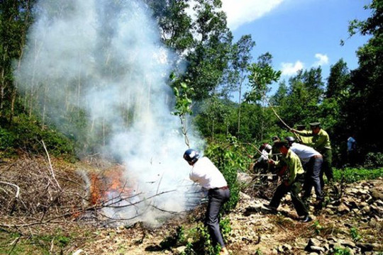 Phú Yên: Cảnh báo nguy cơ cháy rừng đang ở cấp cực kỳ nguy hiểm